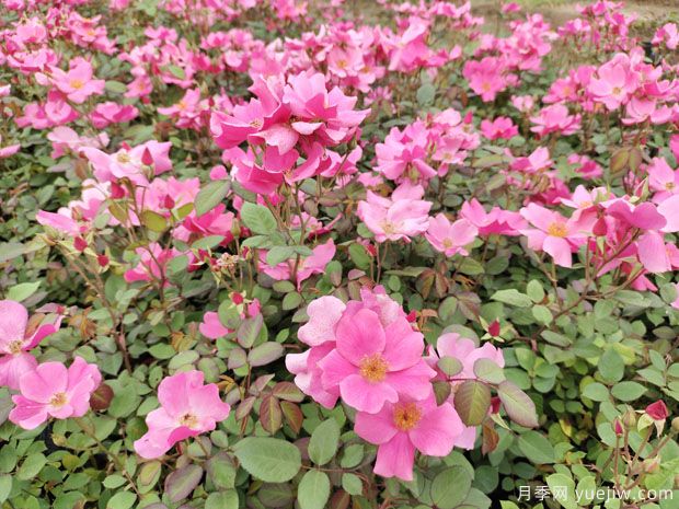 小桃紅杏花村盆栽月季用于浙江亞運(yùn)會綠化(圖2)