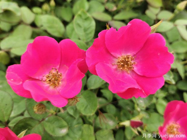 小桃紅杏花村盆栽月季用于浙江亞運(yùn)會綠化(圖3)