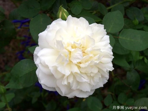維多利亞公主月季的優(yōu)缺點(diǎn)是什么？(圖1)