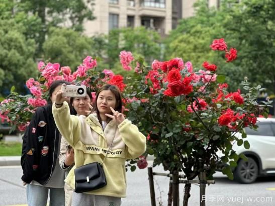 南昌西站大街樹(shù)狀月季盛開(kāi) 構(gòu)成城市花廊景觀(圖1)