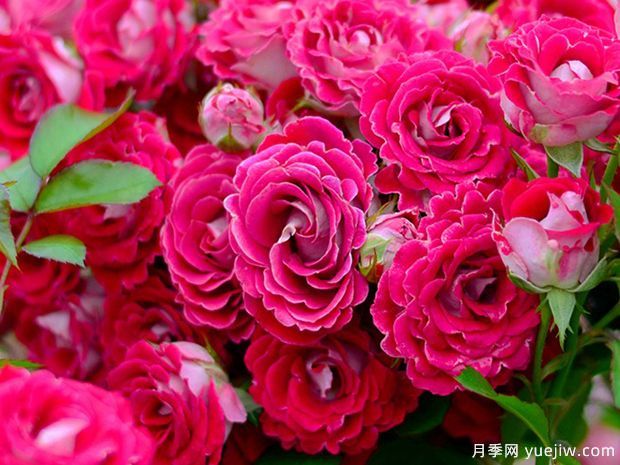 開花機(jī)器看微月，推薦12種微型月季品種(圖2)