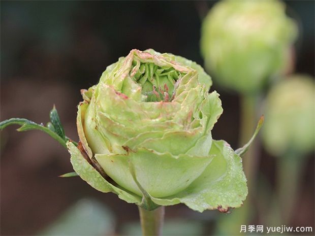 神秘清新脫俗超仙，推薦6種綠色月季品種(圖1)