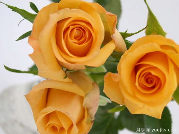 絕美玫瑰品種推薦，綻放浪漫的16個(gè)常見玫瑰(圖3)