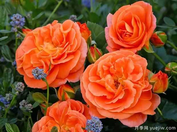 芒果陽(yáng)臺(tái)月季/芒果月季(圖2)