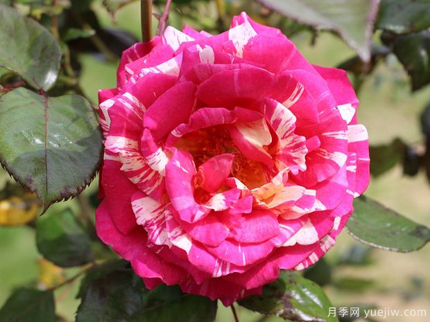 月季花一年需要修剪幾次？四次的修剪方法(圖1)