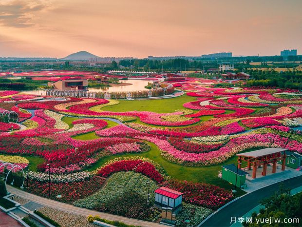 南陽2023首屆世界月季博覽會，月季花開迎客來(圖1)