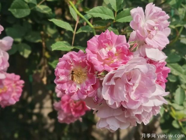 南陽(yáng)薔薇花滿架，城區(qū)賞花去哪里？(圖1)
