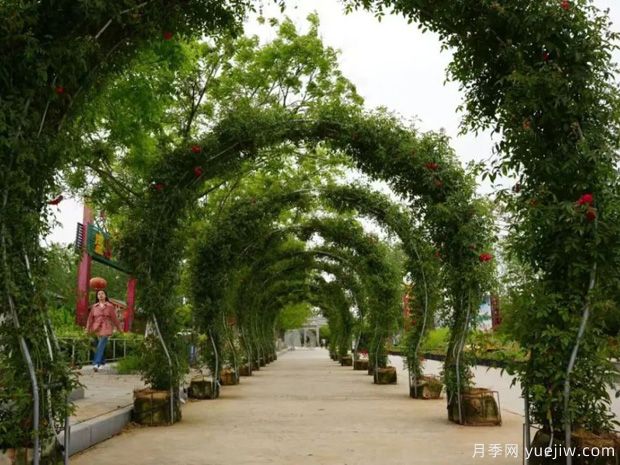 淮南焦崗湖月季花會(huì)，正是一年好風(fēng)景(圖1)