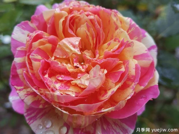 推薦9個經(jīng)典月季品種，新老花友入月季坑必選(圖5)