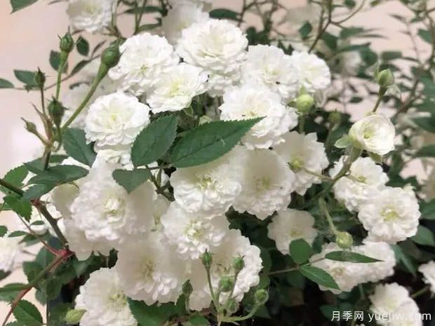超微月季推薦，雪月月季(圖1)