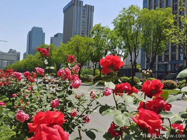 西安月季花開滿城艷，精細(xì)管養(yǎng)打造城市景觀(圖1)