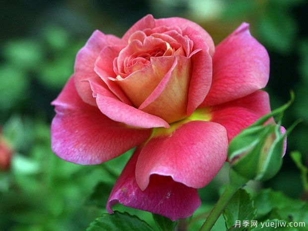 月季，玫瑰 ，薔薇，是同一種花嗎？有何不同(圖1)