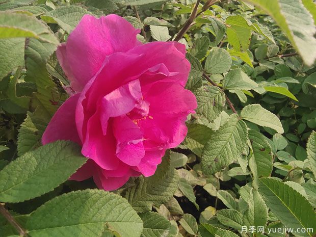 月季，玫瑰 ，薔薇，是同一種花嗎？有何不同(圖2)