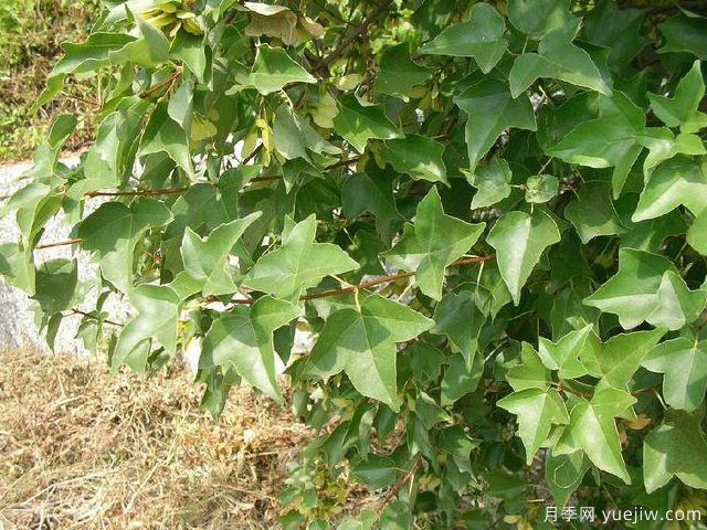 雞爪槭、三角楓、紅楓的區(qū)別辦法和圖片(圖3)