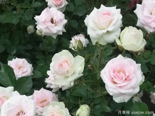 可愛(ài)冰淇淋月季/可愛(ài)冰激淋(圖2)