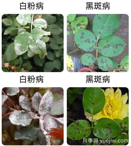 輕松識(shí)別月季病蟲害，還有治療技巧(圖1)