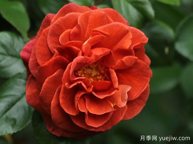 深扒月季間的親戚關(guān)系是怎樣的？(圖2)