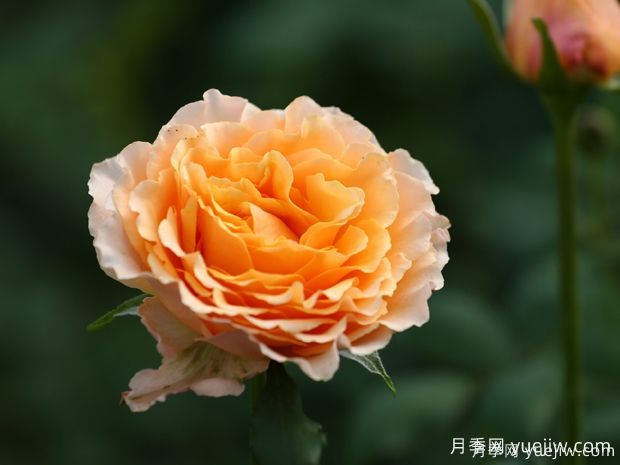 月季育種家：?新西蘭弗蘭克月季公司(Franko)(圖1)
