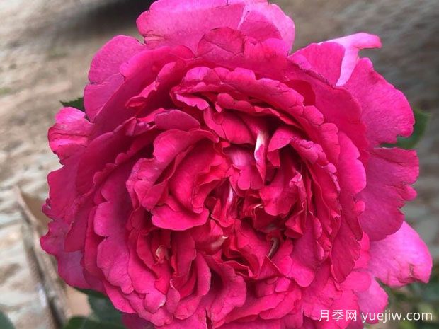 伊芙風瑪麗月季(圖1)
