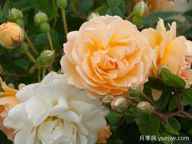 阿茲瑪赫德月季/吉萊納費(fèi)利貢德(圖1)