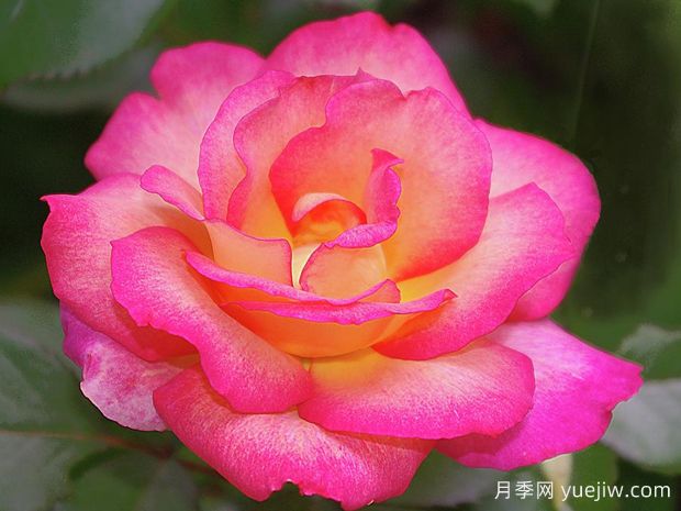 彩虹冰淇淋月季(圖1)