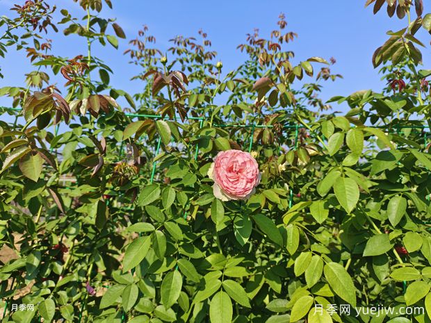 2米高粉龍月季網(wǎng)片批發(fā)，打造爆款花墻(圖1)
