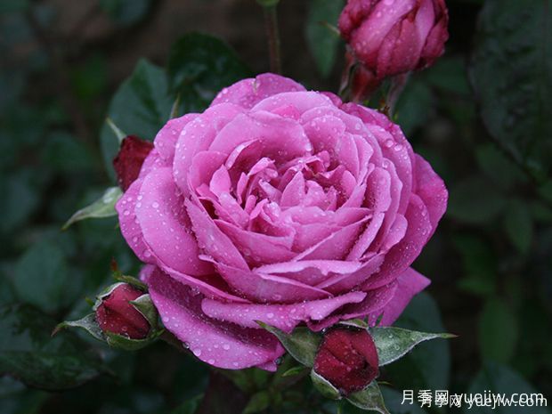 推薦5款真正的天然藍(lán)色月季，美麗又好養(yǎng)(圖3)