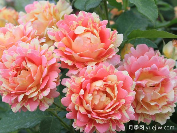熙篤會之花月季/西多會教士月季(圖1)