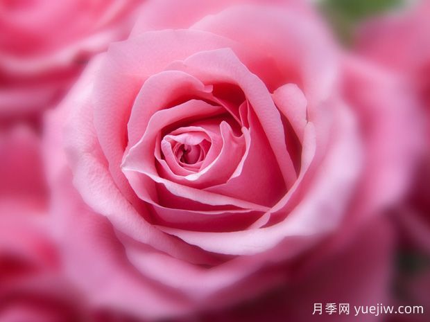 大花月季開(kāi)花時(shí)間有哪些因素的影響？(圖1)