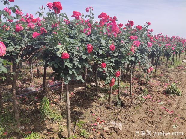 栽植兩年后的樹狀月季出現(xiàn)葉小枯枝怎么辦？(圖1)