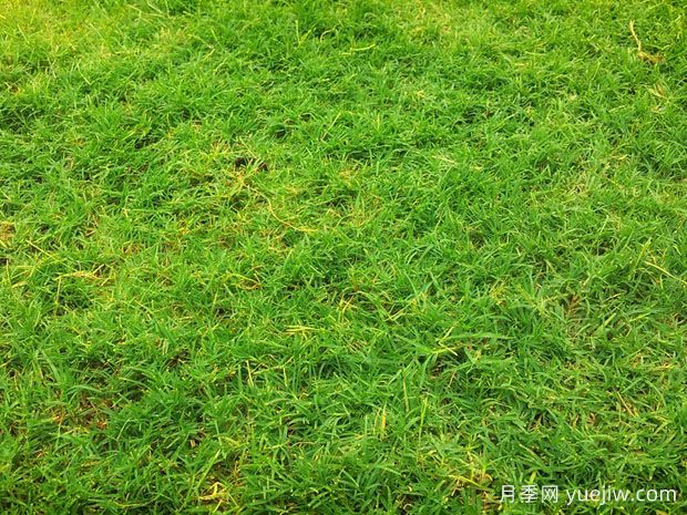 夏季鋪草坪發(fā)黃干枯，如何提高草皮鋪植成活率？(圖1)