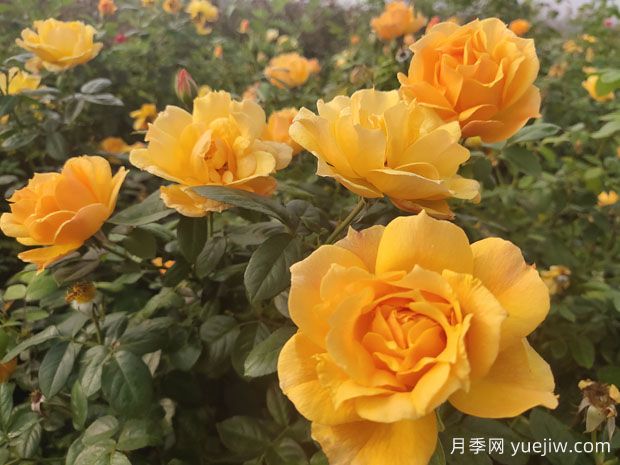 養(yǎng)殖月季的6個(gè)實(shí)用小技巧，輕松賞花(圖1)
