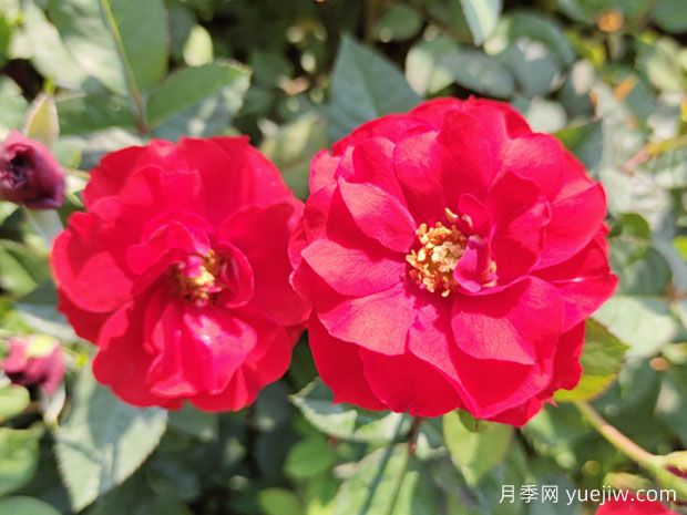 推薦8款豐花月季品種介紹，花滿枝頭，園林應(yīng)用花量多(圖2)