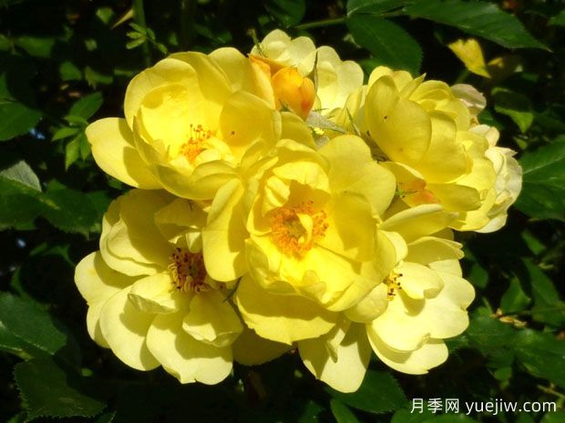 黃金時(shí)代月季(圖1)