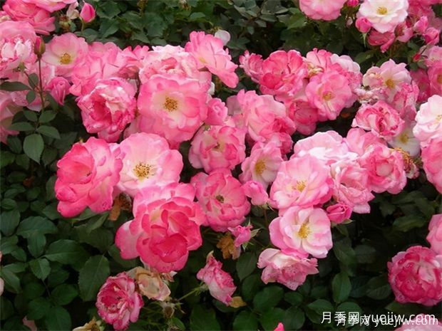 4種月季花量大生長(zhǎng)快，適合打造藤本花墻拱門，新手也能養(yǎng)好(圖3)