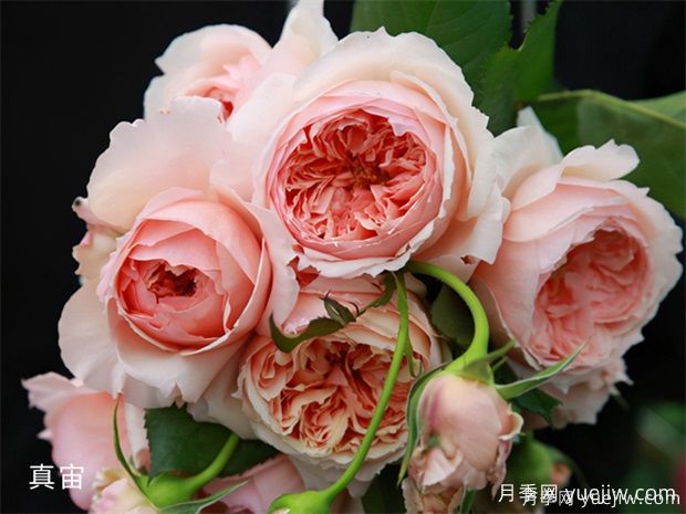 推薦8種優(yōu)秀月季品種，都是精挑細(xì)選的(圖2)