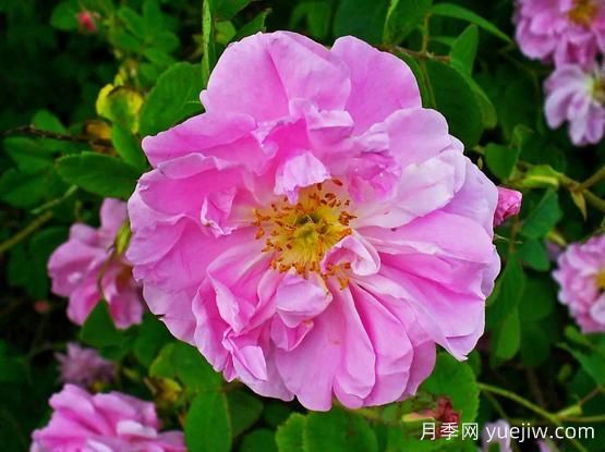 大馬士革玫瑰是玫瑰嗎？不是，甚至也不是月季！(圖1)