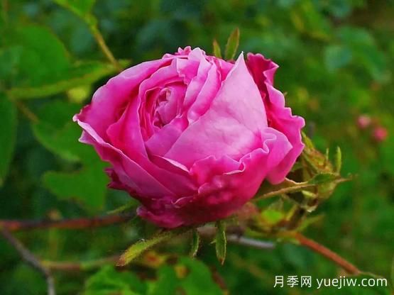 大馬士革玫瑰是玫瑰嗎？不是，甚至也不是月季！(圖3)