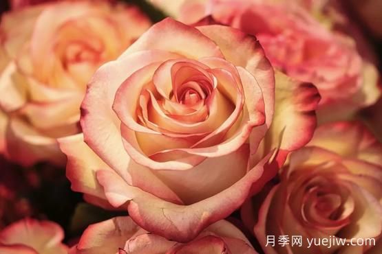大馬士革玫瑰是玫瑰嗎？不是，甚至也不是月季！(圖2)