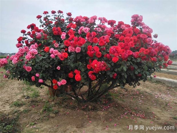 南陽臥龍區(qū)1200余種月季和35萬盆菊花喜迎國慶(圖1)