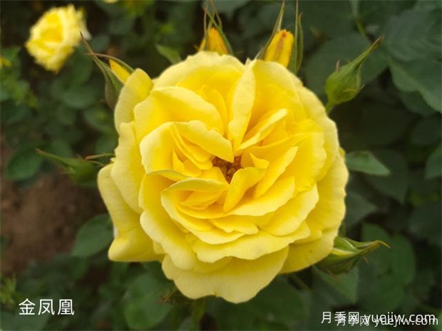 常見(jiàn)50個(gè)月季品種介紹，抗性好花不斷，可以買(mǎi)得到的經(jīng)典(圖2)