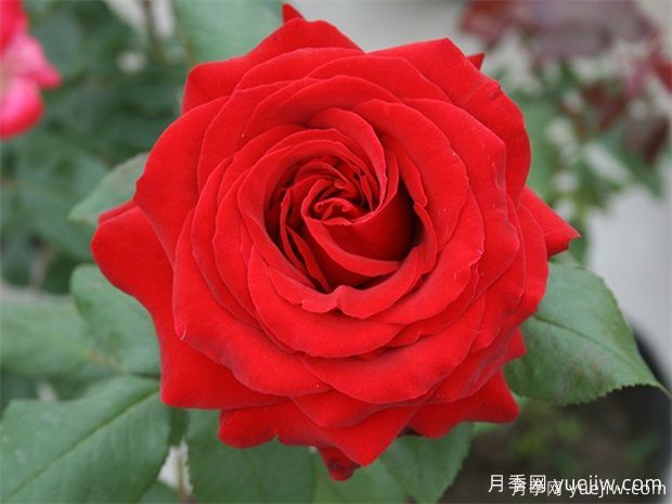 常見(jiàn)50個(gè)月季品種介紹，抗性好花不斷，可以買(mǎi)得到的經(jīng)典(圖4)