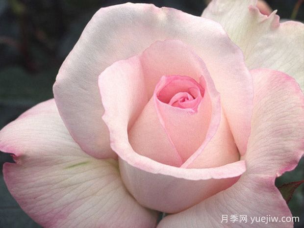 十大濃香月季排行榜，種一棵滿室飄香(圖9)