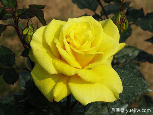 又香又美！全球***香月季10大排行榜(圖18)