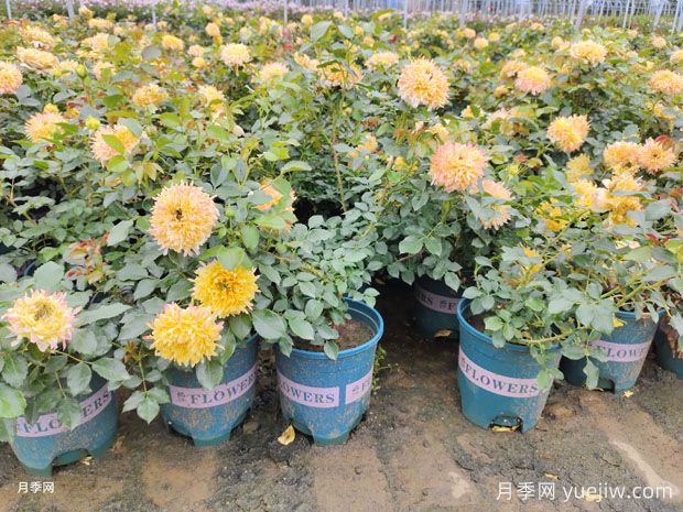 100多個品種加侖盆月季基地批發(fā)(圖4)