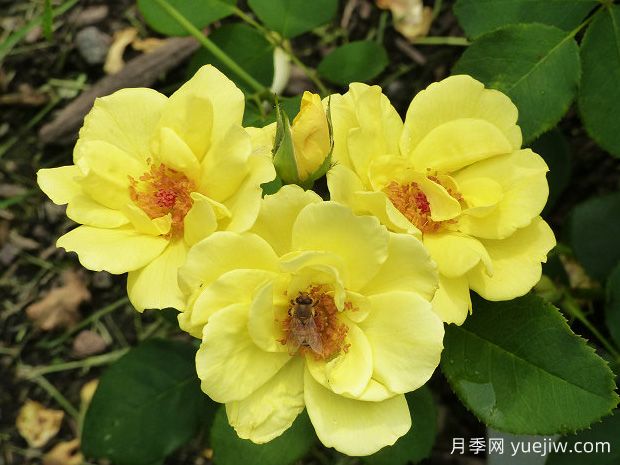 無(wú)憂(yōu)陽(yáng)光月季(圖1)