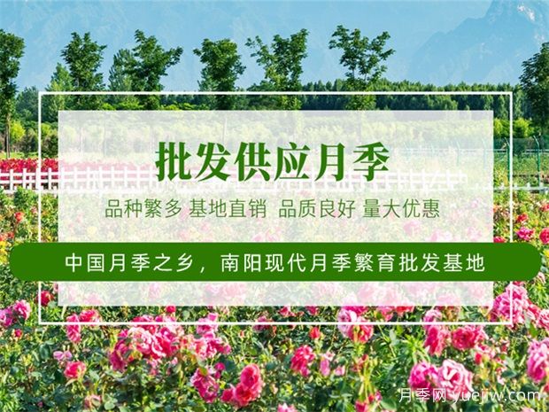 月季***新批發(fā)價(jià)格表，2025年4月月季網(wǎng)行情報(bào)價(jià)(圖1)