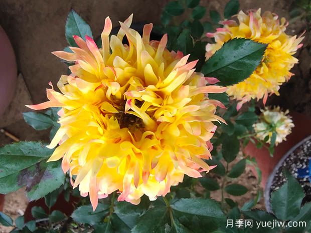十大熱門月季品種介紹，花大色艷(圖1)