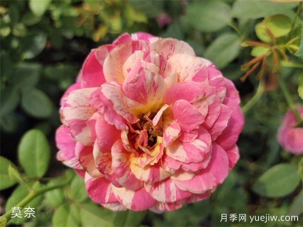 推薦十大勤花月季品種，一年四季花開不斷(圖2)