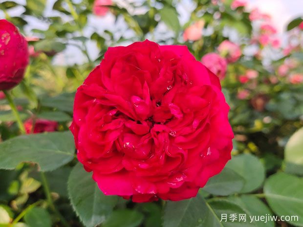 月季的耐熱三寶，夏天隨便養(yǎng)，開花時美到爆(圖2)